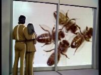 Click to watch 'The Beehive' (popup) The Starlost